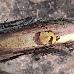 Chrysobothris saundersii, PL5504, larva, in Acacia rigens (PJL 3561) dead branch, MU